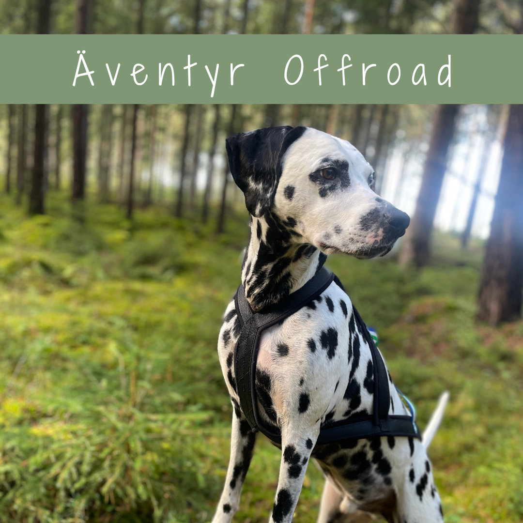 Äventyr med hund