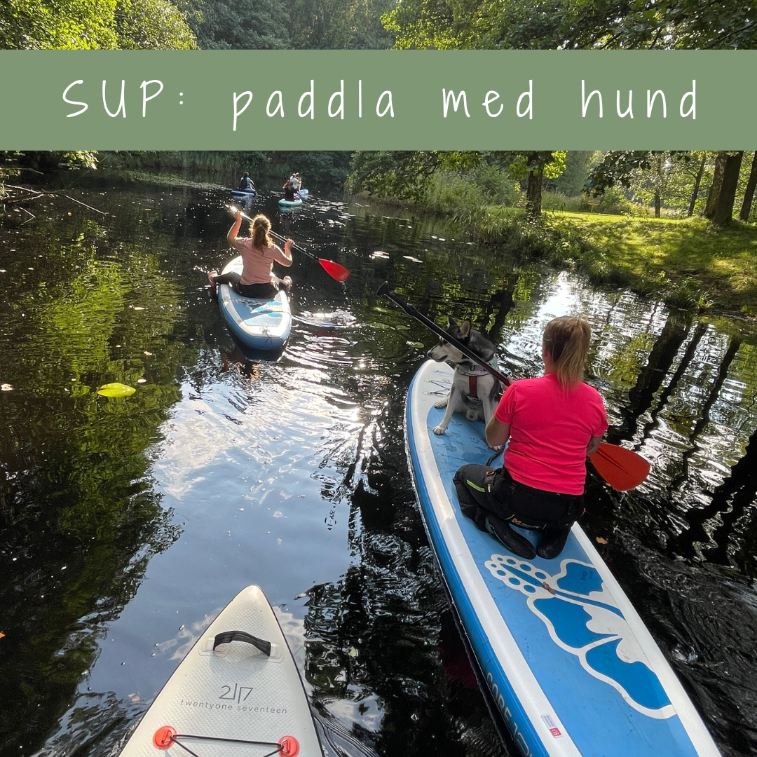 SUP-äventyr (paddla med hund)