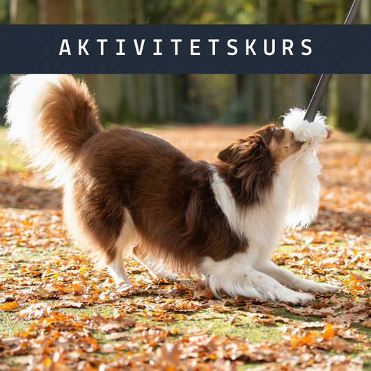 Aktivitetskurs