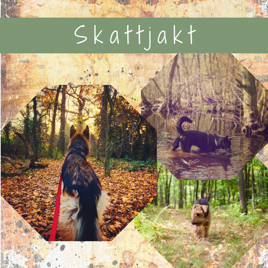 Skattjakt