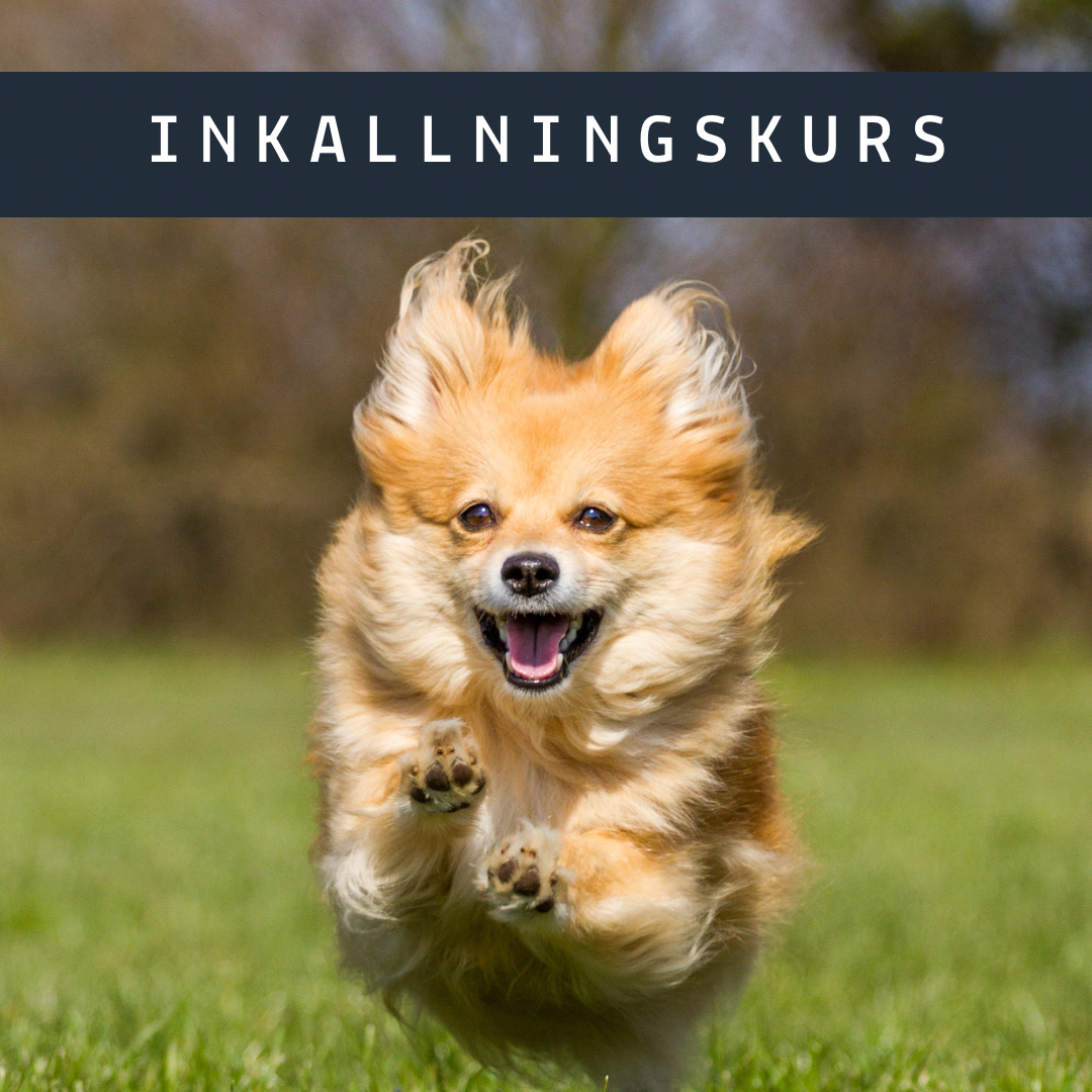 Inkallningskurs