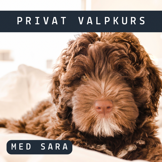 Privat Valpkurs med Sara