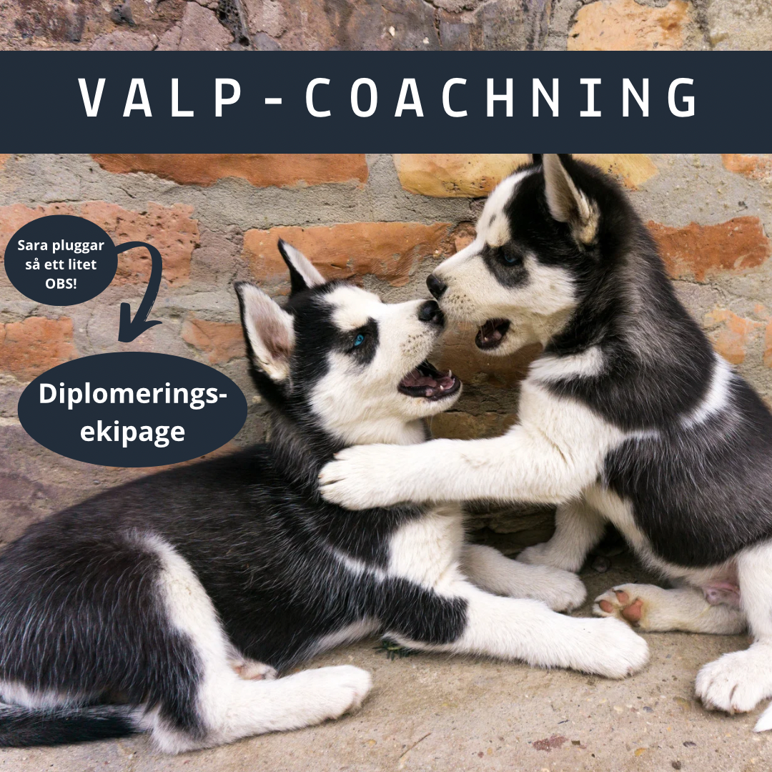 Valp-coachning (diplomering)