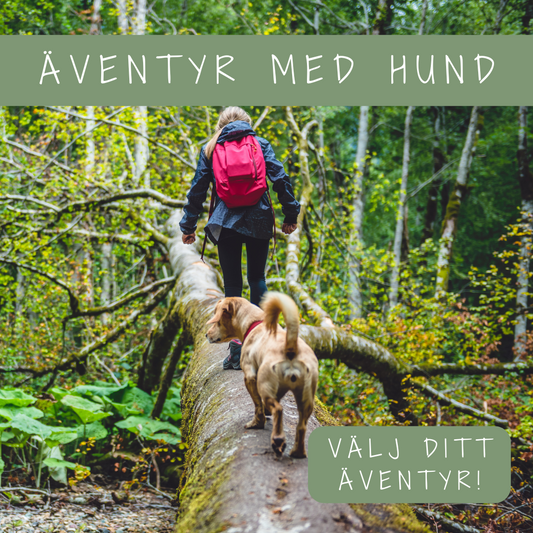 Äventyr med hund