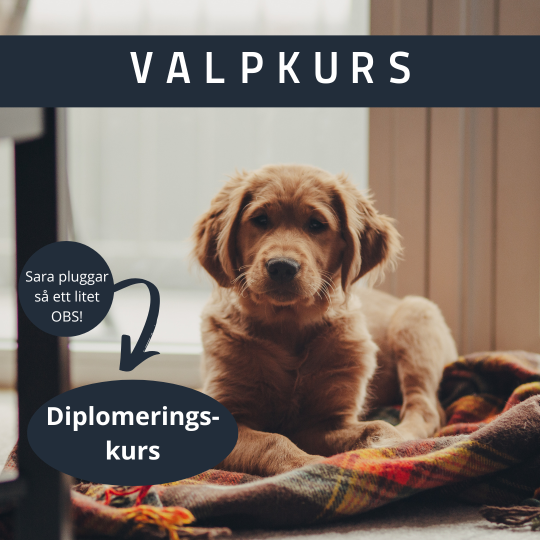 Valpkurs (diplomering)