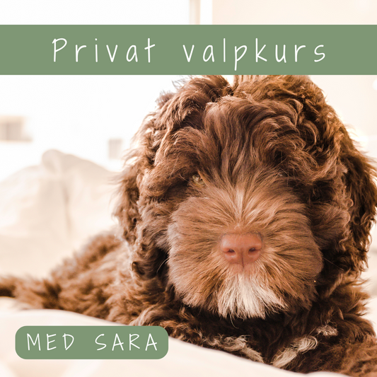 Privat Valpkurs med Sara